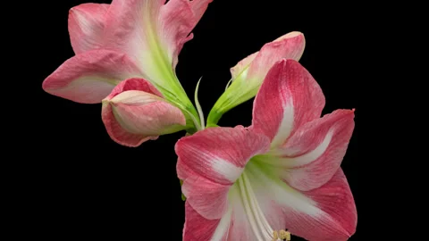 Amaryllis opening timelapse on black 스톡 동영상 345714465