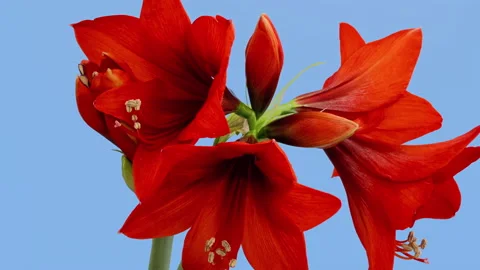 Amaryllis opening timelapse on blue Stock Footage 144020005