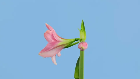 Amaryllis opening timelapse on blue Stock Footage 145162579