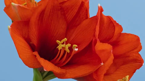 Amaryllis opening timelapse on blue Stock Footage 219945028