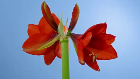 Amaryllis opening timelapse on blue screen Stock Footage 207388217