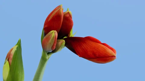 Amaryllis opening timelapse on blue screen Stock Footage 283579759