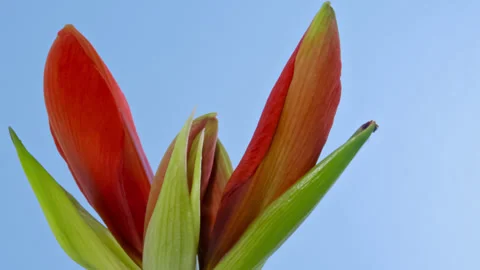 Amaryllis opening timelapse on blue screen Stock Footage 283739643
