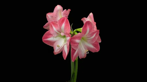 Amaryllis opening timelapse on pure black Video stock 231237317