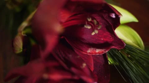 Amaryllis Passing Stock Footage 998523