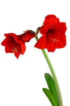 Amaryllis Stock Photos