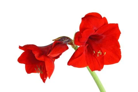 Amaryllis Stock Photos