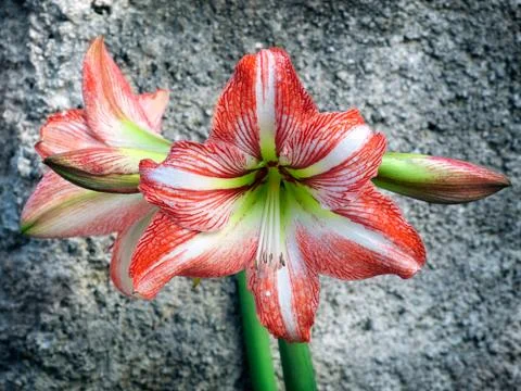 Amaryllis Foto stock