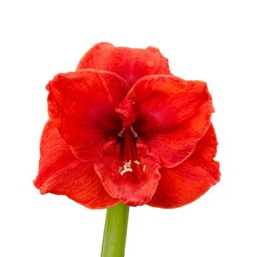 Amaryllis Stock Photos