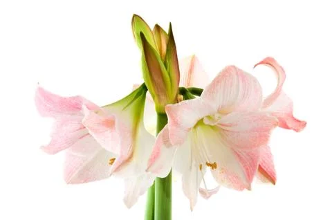 Amaryllis Stock Photos