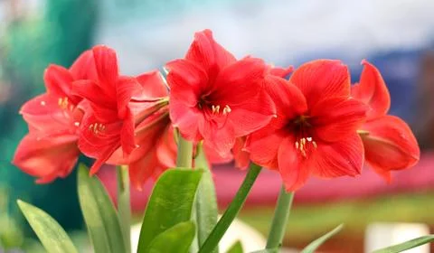 Amaryllis Stock Photos