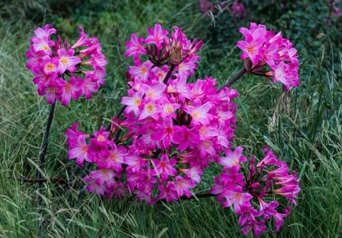 Amaryllis Stock Photos