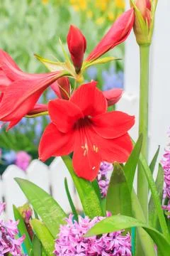 Amaryllis Stock Photos