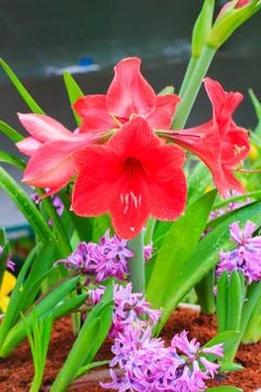 Amaryllis Stock Photos