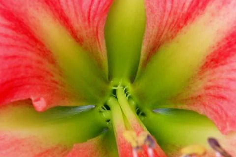 Amaryllis Stock Photos