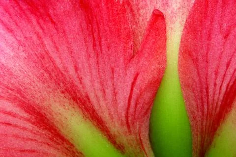 Amaryllis Stock Photos