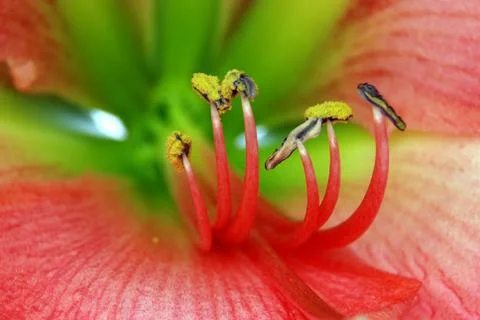 Amaryllis Stock Photos