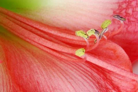 Amaryllis Stock Photos