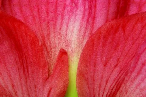 Amaryllis Stock Photos