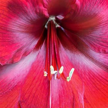 Amaryllis Stock Photos