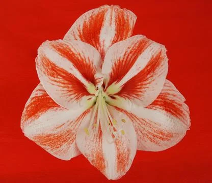 Amaryllis Stockfoto's
