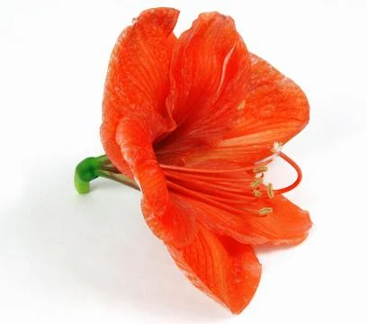 Amaryllis Stock Photos