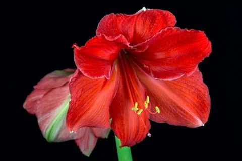 Amaryllis Stock Photos