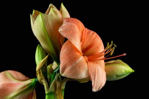 Amaryllis Foto stock