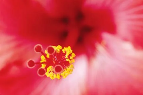 Amaryllis Stock Photos