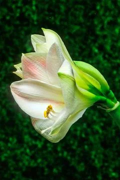 Amaryllis Stock Photos
