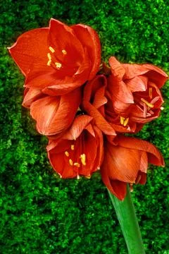 Amaryllis Stock Photos