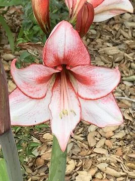 Amaryllis 写真素材