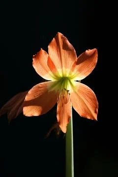Amaryllis 库存照片