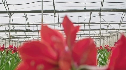Amaryllis plants inside a large nethouse Video stock 89982327