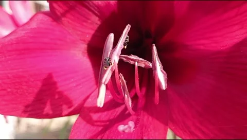 Amaryllis red  Stock Footage 291001158