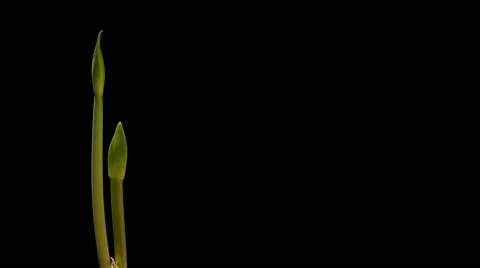 Amaryllis Stems Time-lapse Stock Footage 45705851