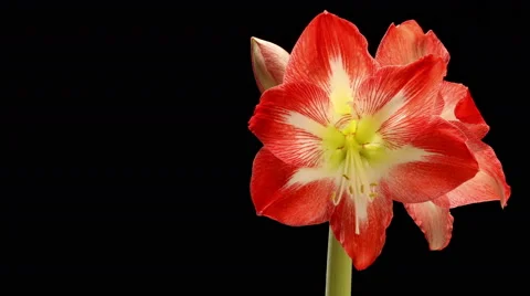 Amaryllis Time-lapse Stock Footage 45706646