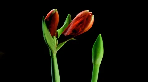 Amaryllis Timelapse Video stock 7910100