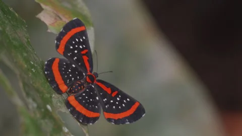 Amarynthis butterfly in the Amazon rainforest Stock Footage 242332492