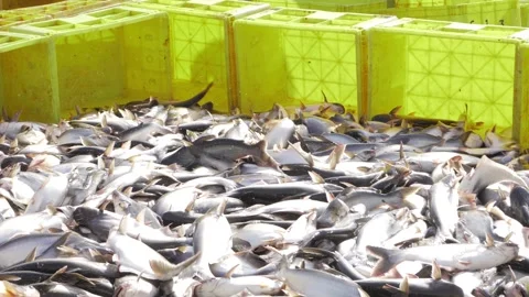 Amassed Silverfish - Dense School of Scaled Creatures Stock Footage 327560602