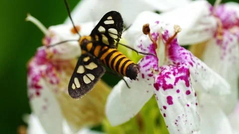 Amata ganssuensis is a species of tiger moth in the family Erebidae Stock Footage 300752465