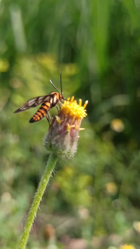 Amata huebneri Stock Footage 259128847