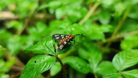 Amata Huebneri Moth Close Up Stock Footage 328617804