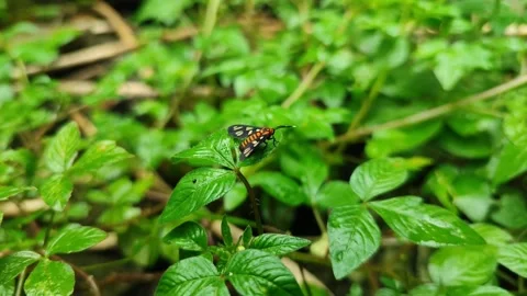 Amata Huebneri Moth Close Up Stock Footage 328617827
