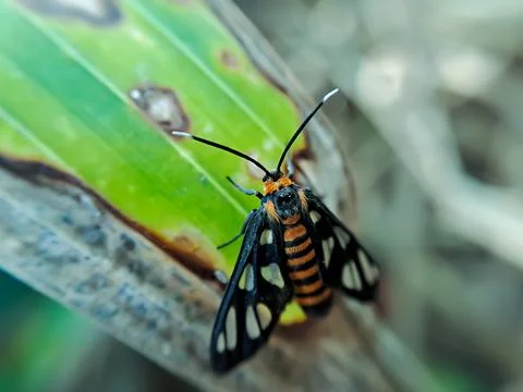 Amata huebneri Stock Photos