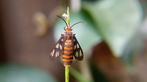 Amata huebneri, the wasp moth Stock Footage 273295344
