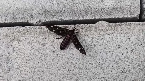 Amata Passalis Handmaiden Moth Resting on Ground Video stock 340249485