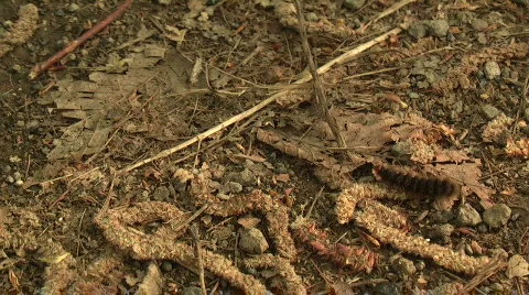 Amata phegea caterpillar Stock Footage 374004