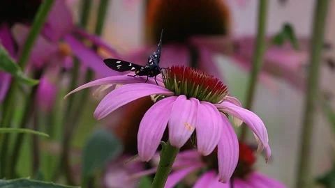Amata phegea, the nine-spotted moth on echinacea purpurea, the purple coneflower Stock-Footage 337156254