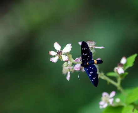 An Amata phegea Stock Photos